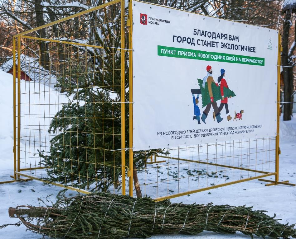 Подарите дереву вторую жизнь: в Москве открылось 600 пунктов приема новогодних елок - фото 1