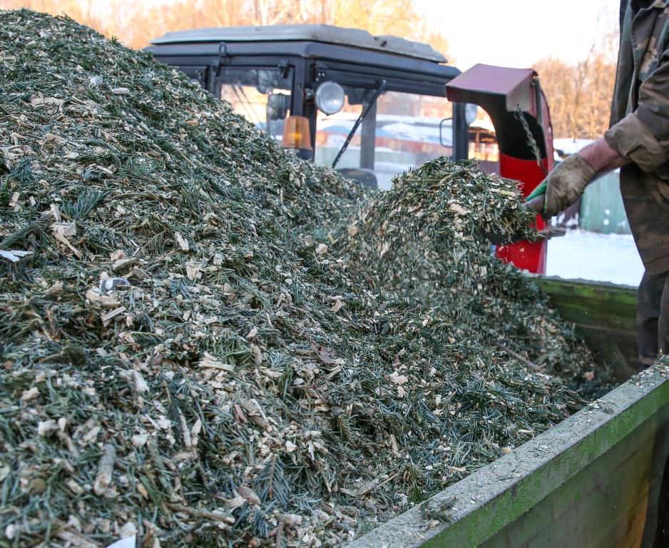 Подарите дереву вторую жизнь: в Москве открылось 600 пунктов приема новогодних елок - фото 2