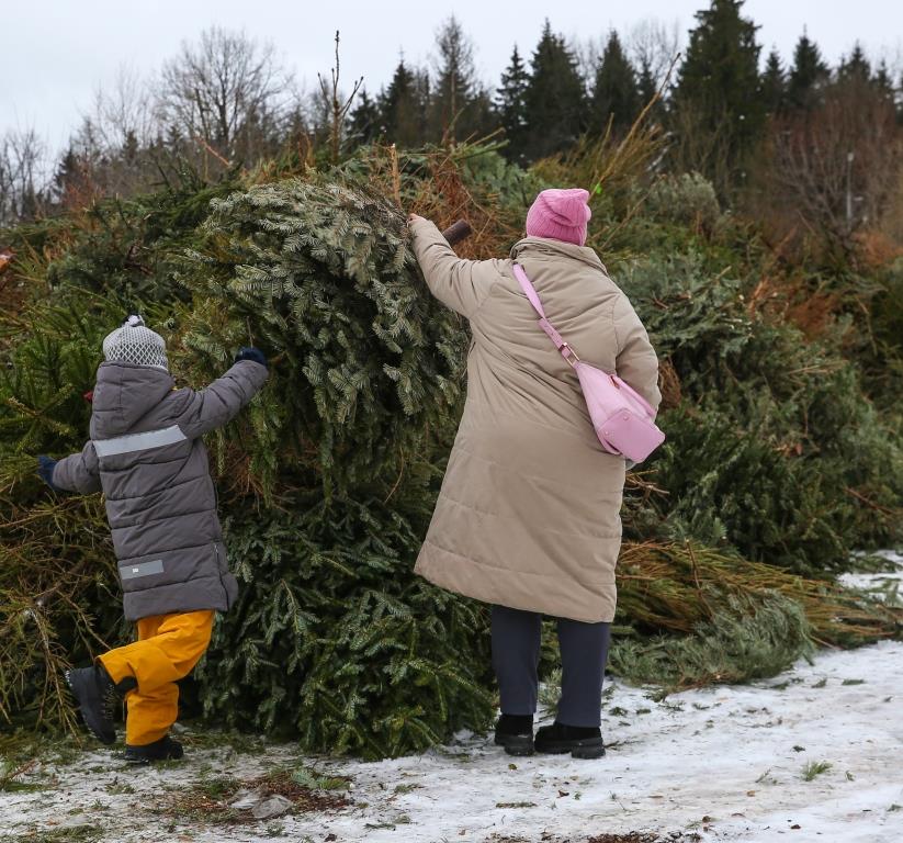 Подарите дереву вторую жизнь: в Москве открылось 600 пунктов приема новогодних елок - фото 3