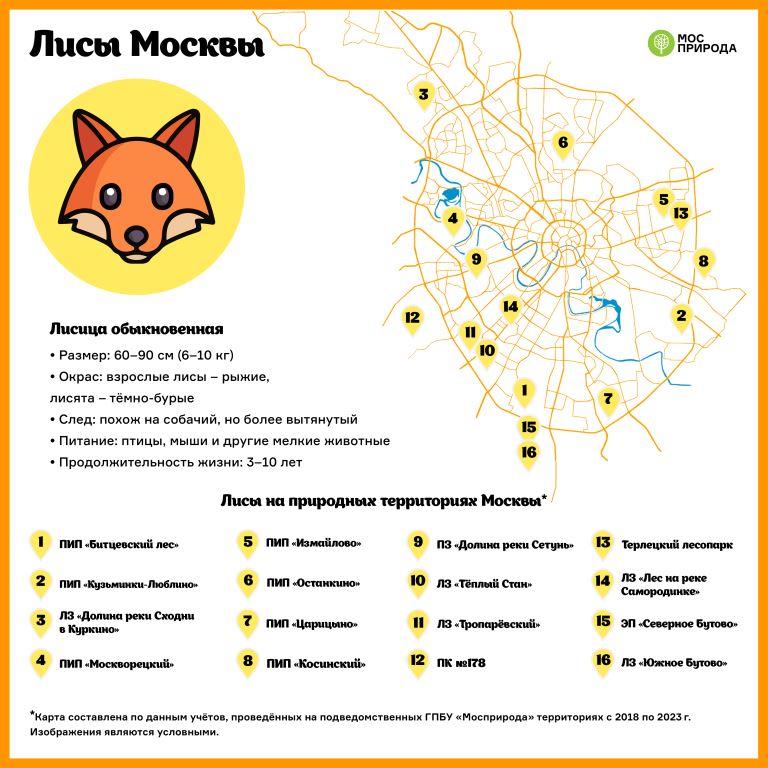 Где живёт лисичка-сестричка: в Москве разработали карту обитания лис - фото 4
