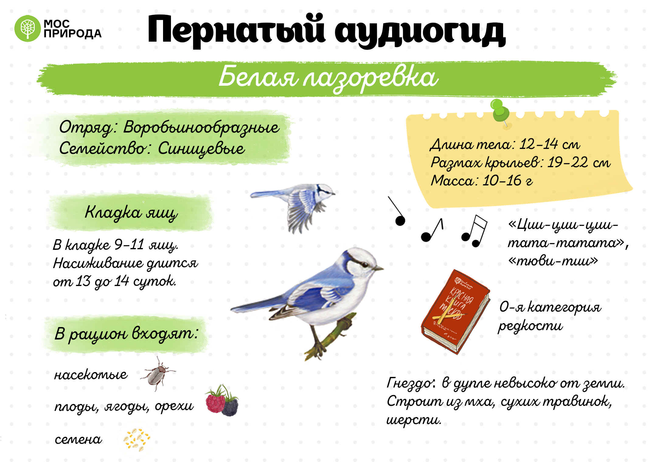 Пернатый аудиогид: семь видов синиц можно встретить зимой в Москве - фото 8