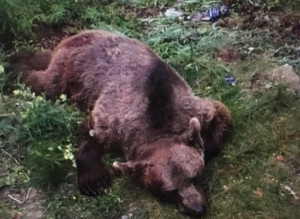 В поселке Верхнетуломском застрелен медведь - фото 1