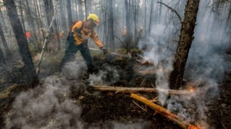 Кто и на каких условиях тушит лесные пожары - фото 15