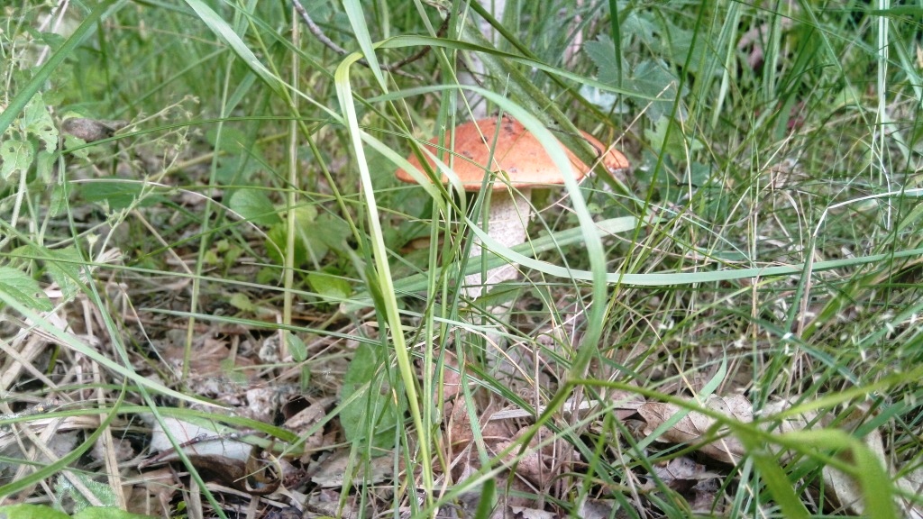 На биостанции Маринино сезон грибов - фото 11