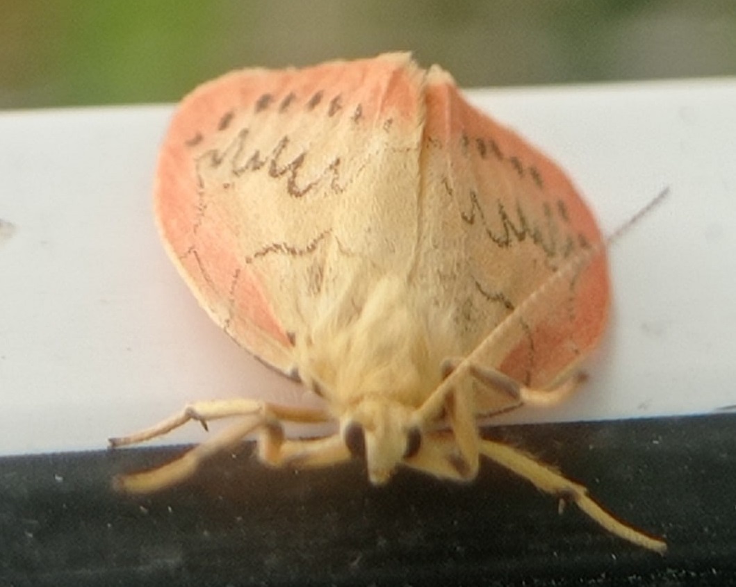 В Кенозерском национальном парке зарегистрирован новый вид бабочки — Лишайница розовая - фото 1