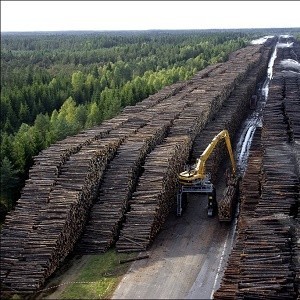 Удастся ли остановить хищническую вырубку лесов в России? - фото 1