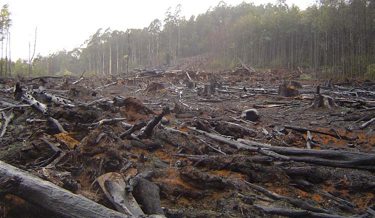 Удастся ли остановить хищническую вырубку лесов в России? - фото 3