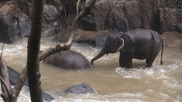 Пять слонов погибли, пытаясь вытащить из водопада слоненка в Тайланде - фото 1
