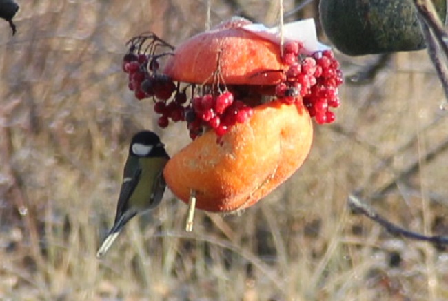 Кампания «Покормите птиц» стартовала в Керженском заповеднике - фото 3
