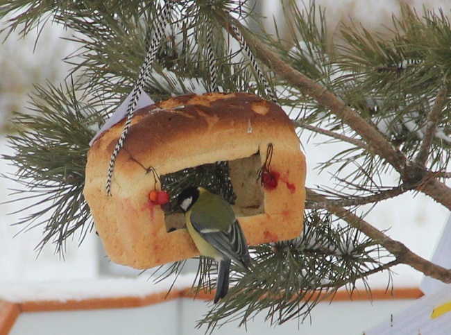 Кампания «Покормите птиц» стартовала в Керженском заповеднике - фото 5