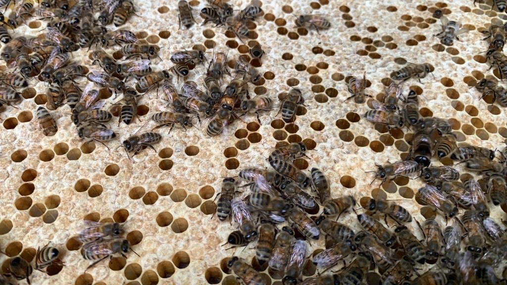 На базе Мосприроды откроется школа практического пчеловодства   - фото 1