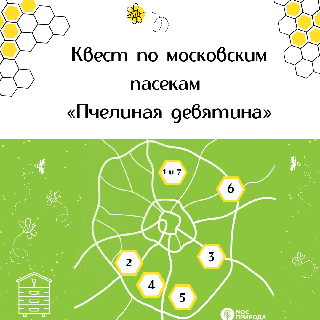 Пчелиная девятина: Мосприрода подготовила квест по московским пасекам - фото 1