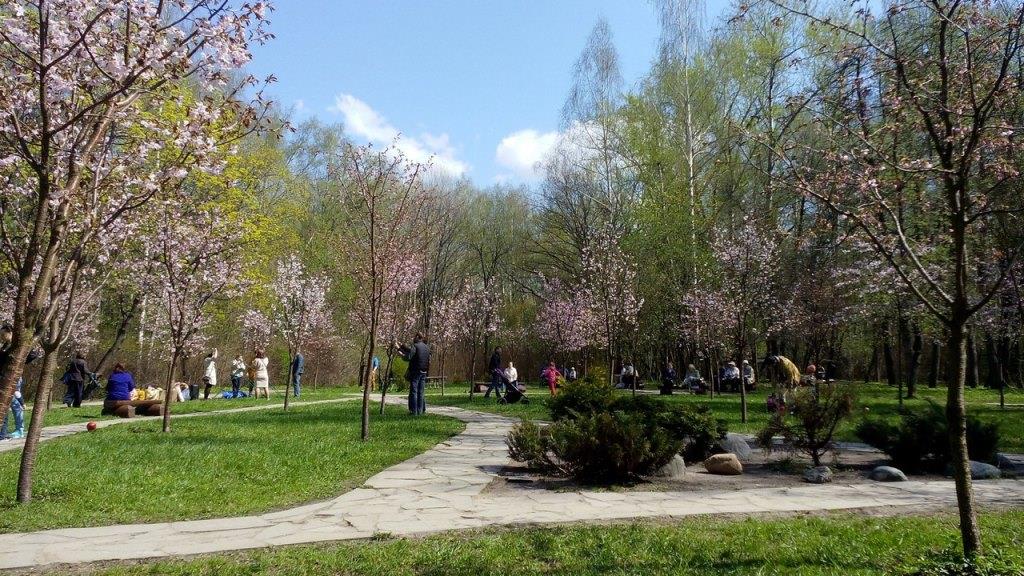День рождения «Рощи Сакуры»: японские деревья уже 11 лет «живут» в Бирюлёвском дендропарке - фото 2