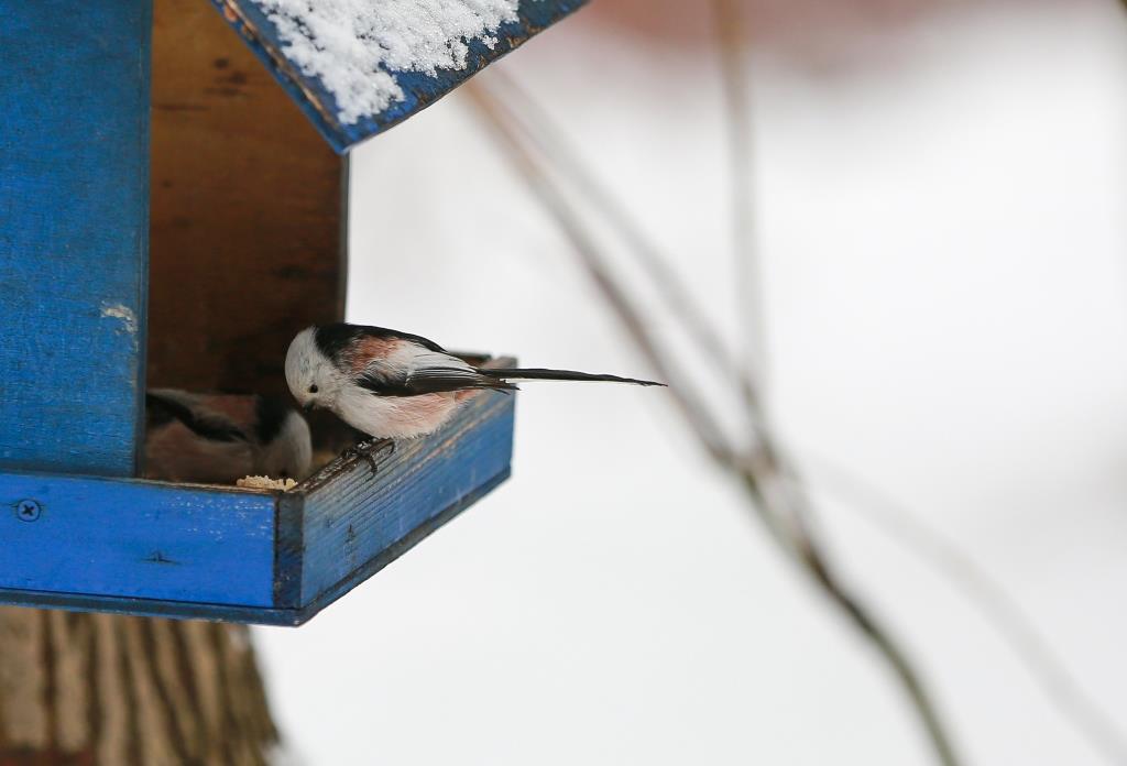 Подкармливаем птиц правильно: в Мосприроде стартует акция «Птица-синица» - фото 3