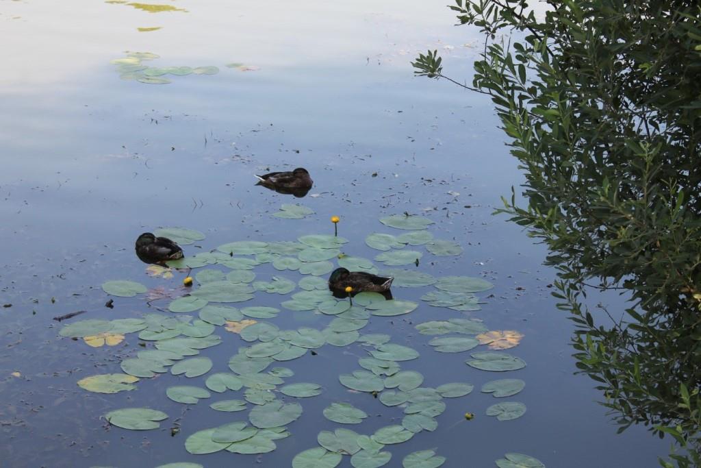 Танец маленьких утят: более 1 000 птенцов водоплавающих птиц появилось летом на природных территориях Москвы - фото 1