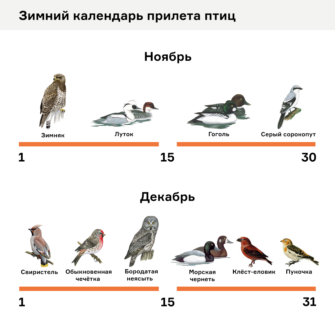 Свиристель, пуночка и чечетка: каких птиц можно увидеть в Москве зимой - фото 2
