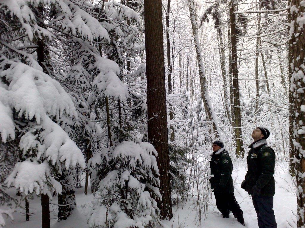 В Москве подвели итоги акции «Операция «Ель»: фактов незаконной вырубки деревьев не обнаружено - фото 2