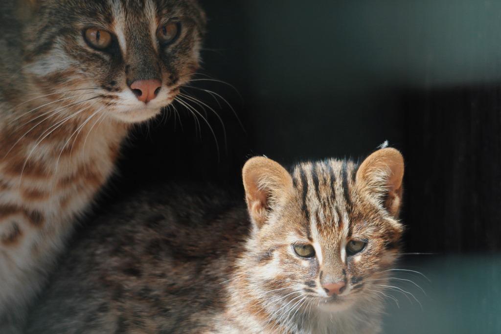 Семью амурских котов перевели в летний вольер  - фото 3