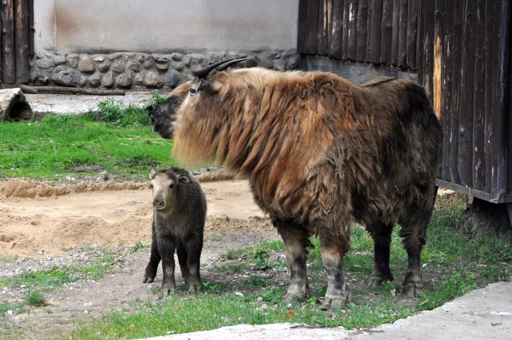 В московскую жару зоопарк – одно из лучших мест для отдыха с детьми - фото 6