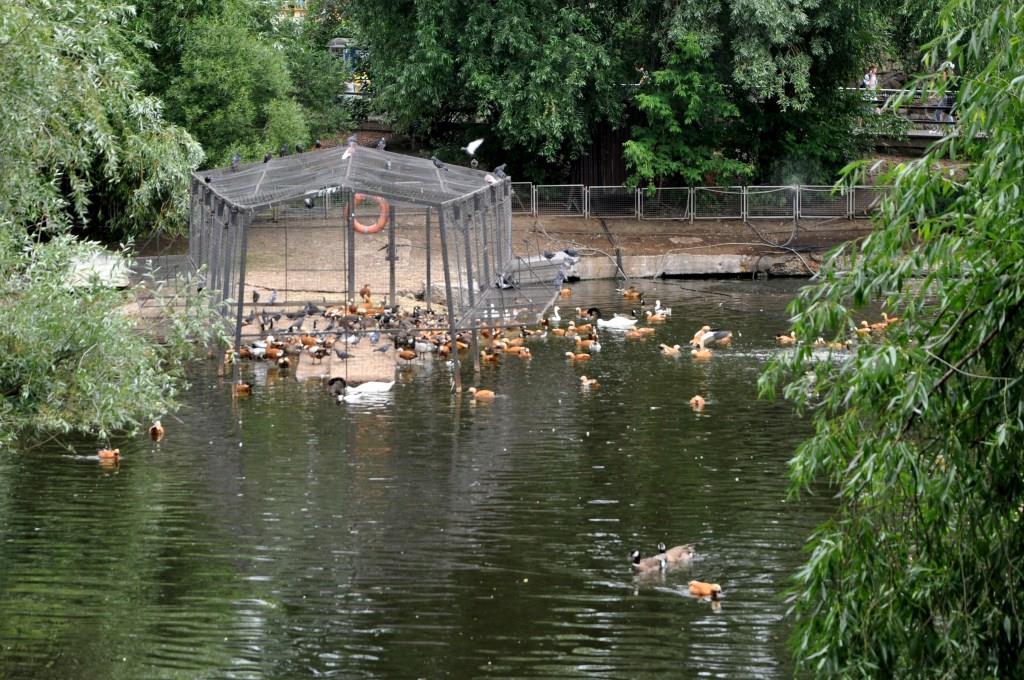 В московскую жару зоопарк – одно из лучших мест для отдыха с детьми - фото 10