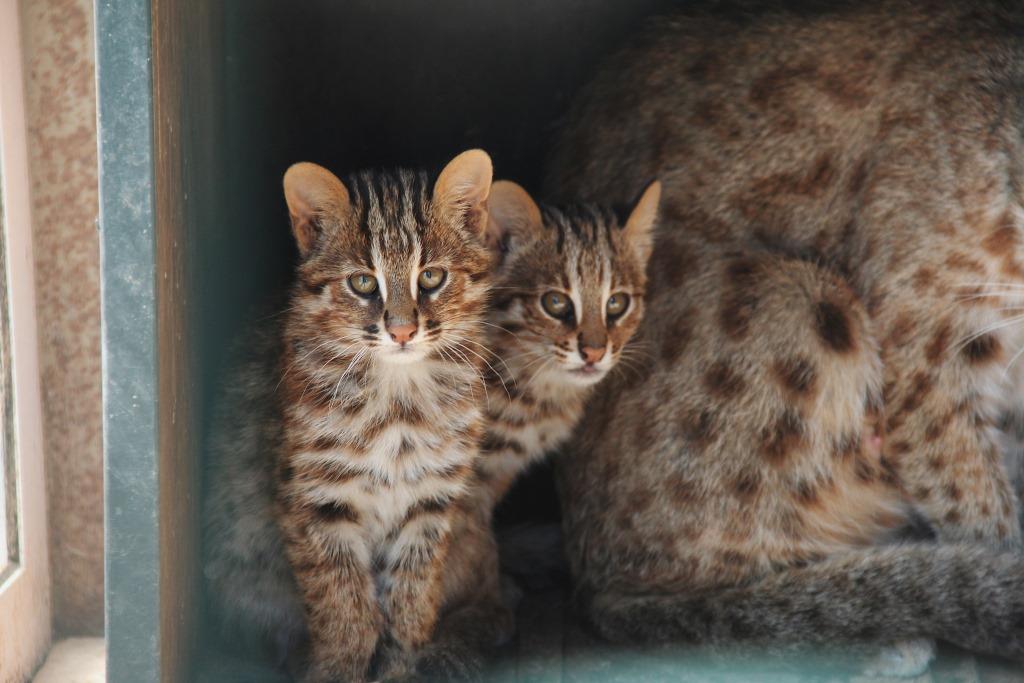 Семью амурских котов перевели в летний вольер  - фото 1