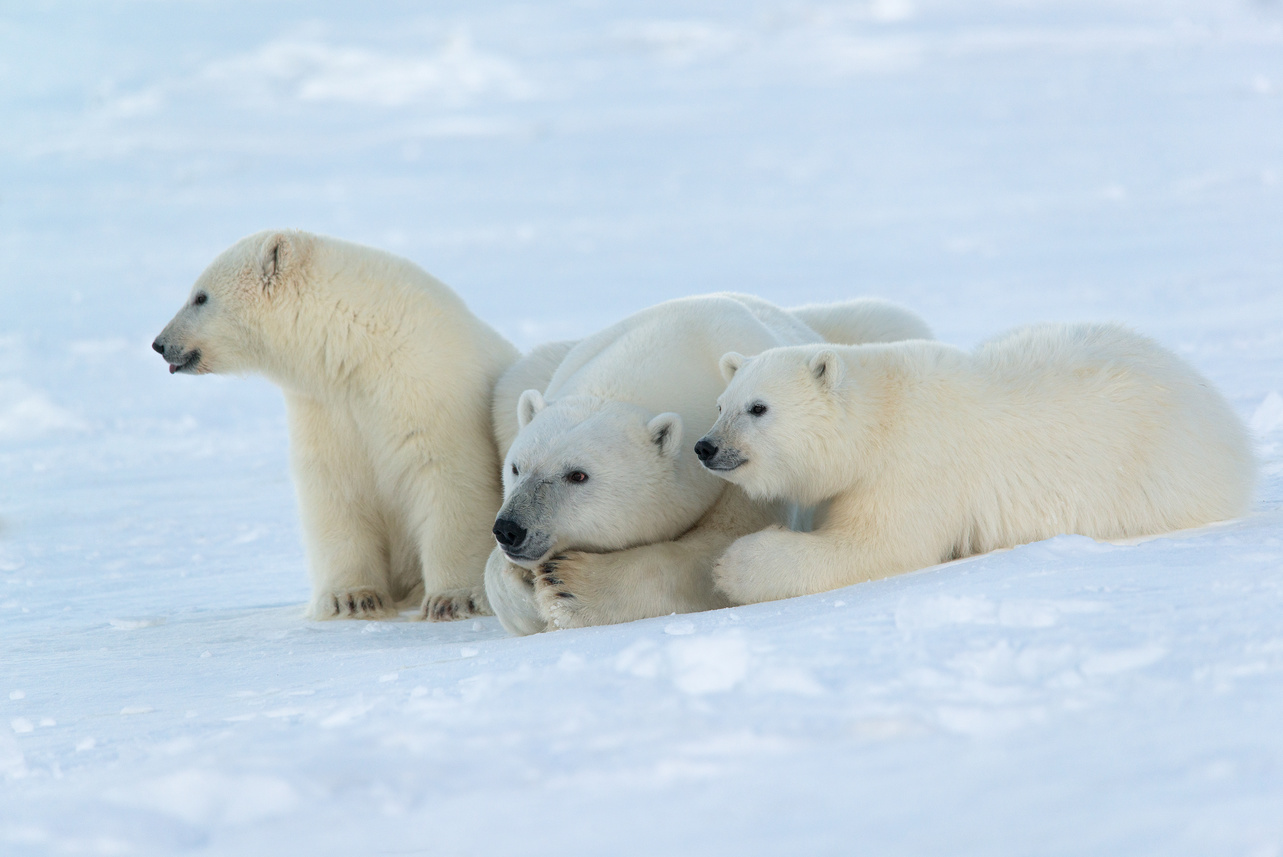Сохранение и мониторинг арктического биоразнообразия  обсудят на ПМЭФ-2023 - фото 1
