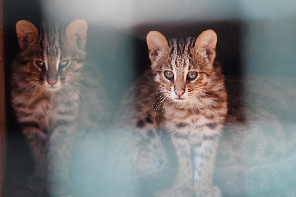 Семью амурских котов перевели в летний вольер  - фото 2