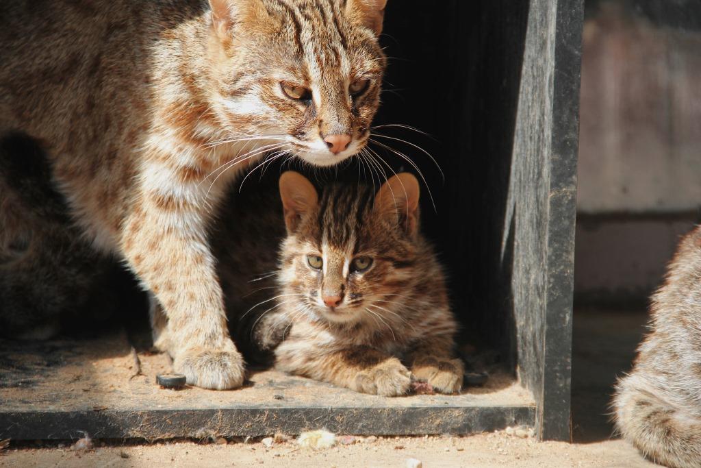 Семью амурских котов перевели в летний вольер  - фото 5