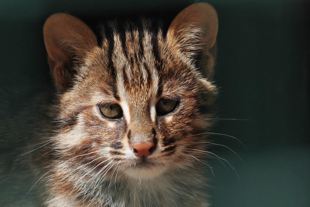 Семью амурских котов перевели в летний вольер  - фото 6