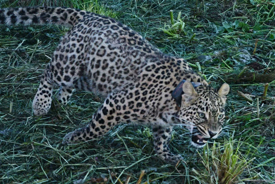 Выпуск самки переднеазиатского леопарда состоялся 14 июля на территории Кавказского заповедника - фото 3