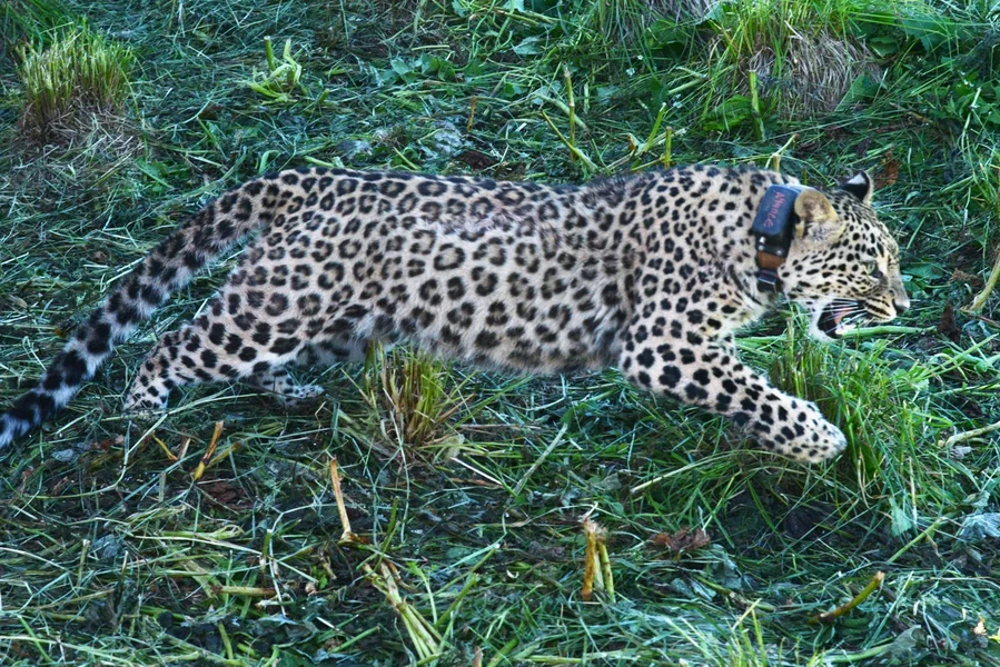 Выпуск самки переднеазиатского леопарда состоялся 14 июля на территории Кавказского заповедника - фото 4