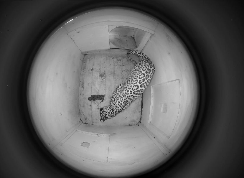 За неделю до Дня переднеазиатского леопарда в Центре восстановления леопарда на Кавказе родился  еще один котенок - фото 1