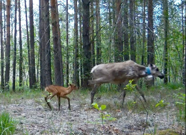 В Керженском заповеднике появилось первое потомство у вольных лесных северных оленей - фото 1