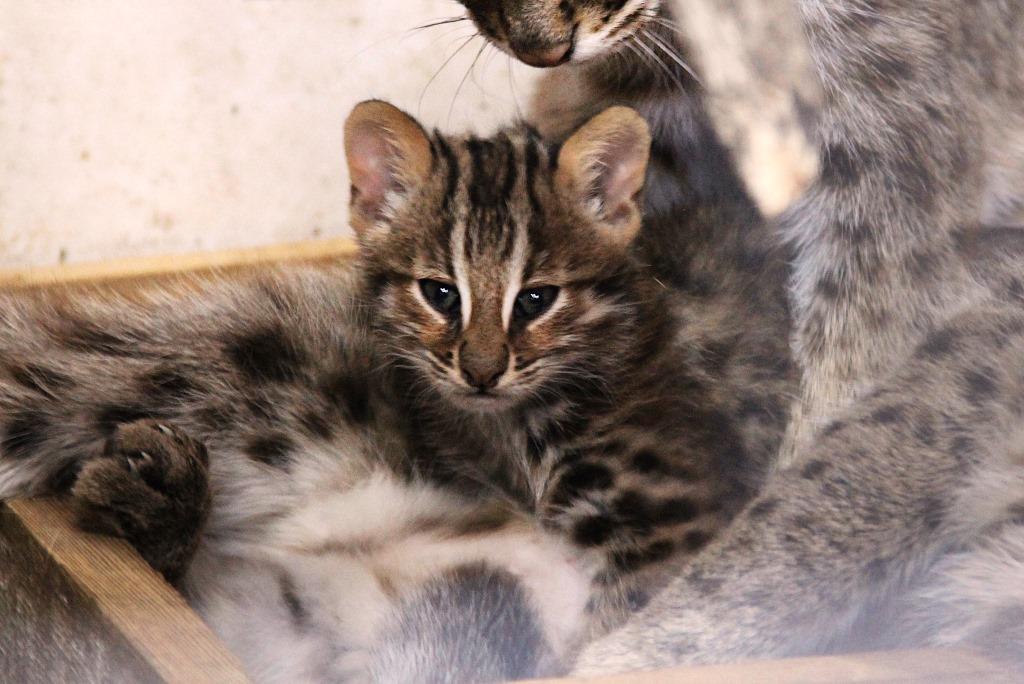 Редкие амурские котята родились в Центре реабилитации диких животных - фото 2