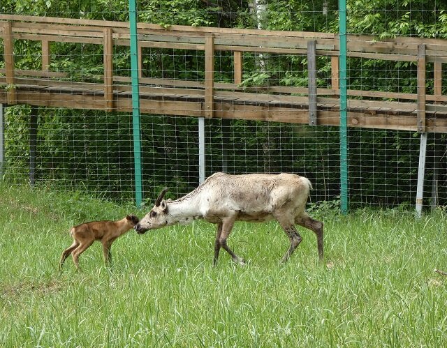 В Керженском заповеднике появилось первое потомство у вольных лесных северных оленей - фото 2