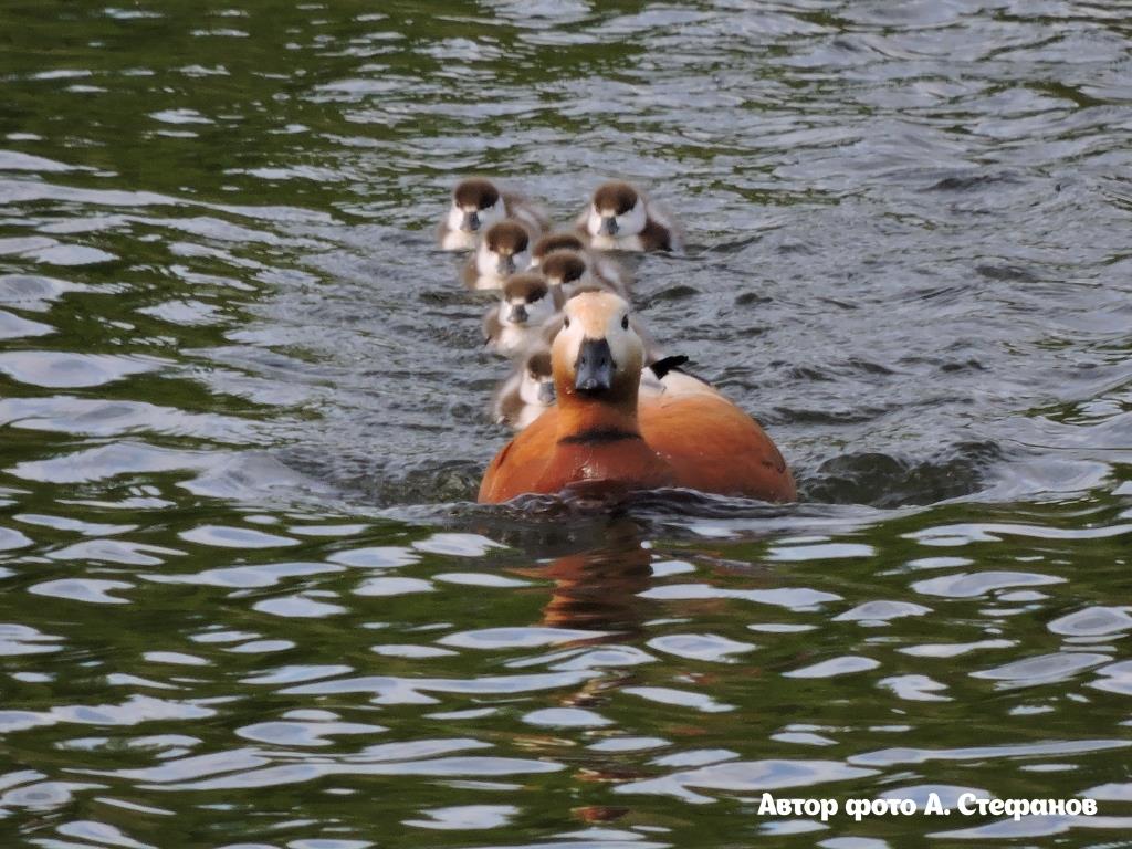 По порядку становись: в Москве стартует учёт водоплавающих птиц - фото 4