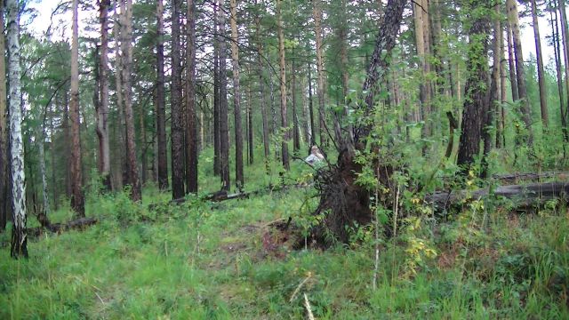Совет Федерации дал полгода главе Минприроды Дмитрию Кобылкину на решение проблемы с незаконной рубкой леса и поставками его на экспорт - фото 3