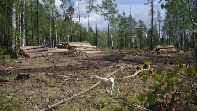 Совет Федерации дал полгода главе Минприроды Дмитрию Кобылкину на решение проблемы с незаконной рубкой леса и поставками его на экспорт - фото 11