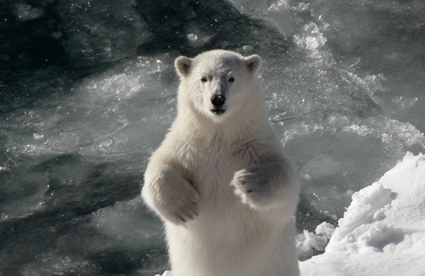 На Новой Земле введен режим ЧС из-за нашествия белых медведей - фото 3