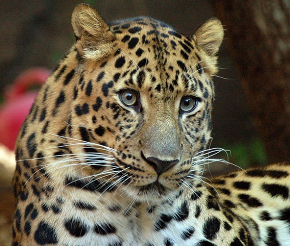 В Приморье леопард озадачил ученых манерой фотографироваться - фото 2