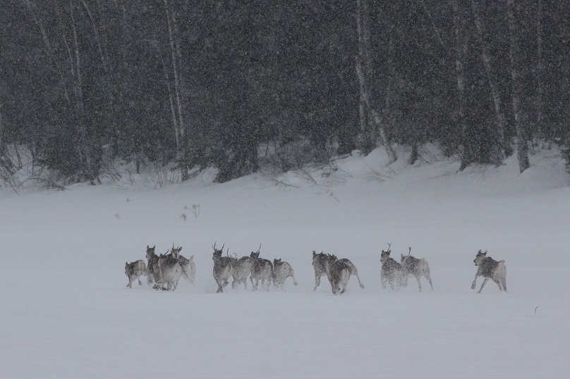 Редкие кадры диких северных оленей удалось снять на видео сотрудникам заповедника «Центральносибирский» - фото 3