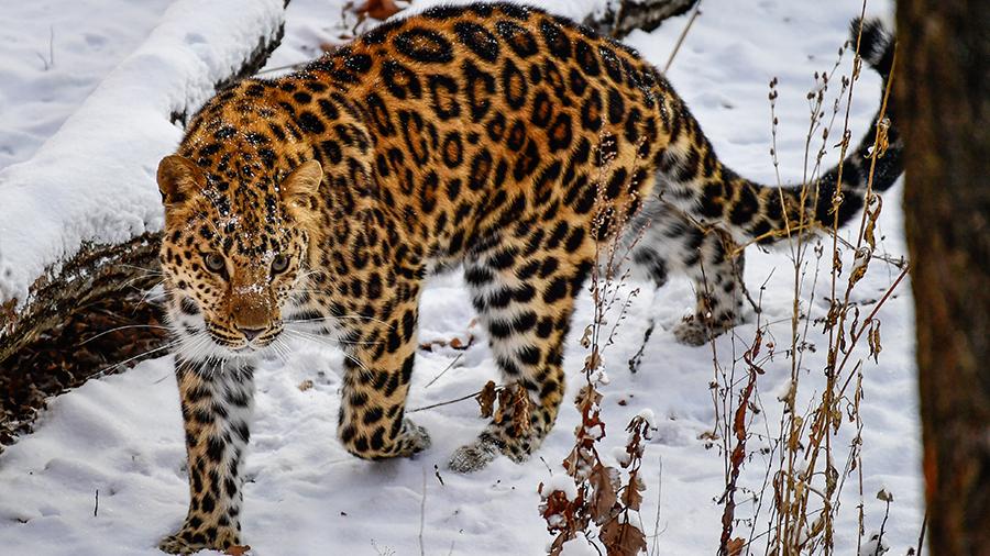 Численность дальневосточных леопардов в России выросла - фото 1