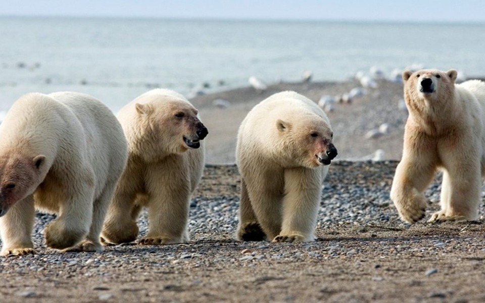 На Новой Земле введен режим ЧС из-за нашествия белых медведей - фото 2