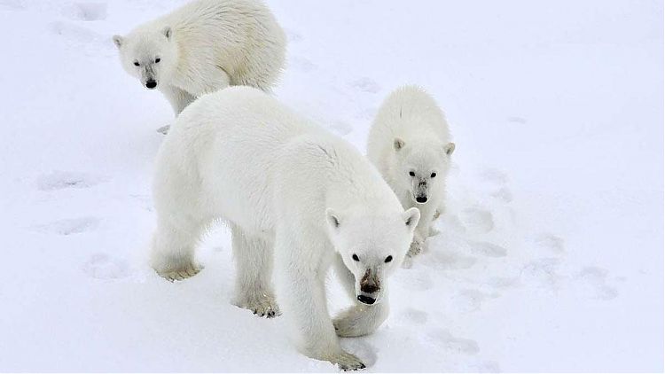 На Новой Земле введен режим ЧС из-за нашествия белых медведей - фото 1