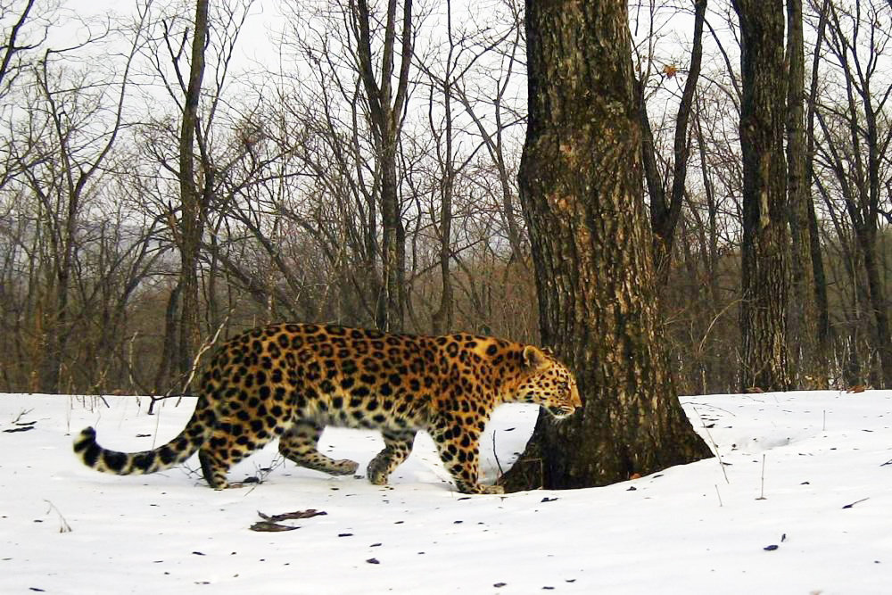 В Приморье леопард озадачил ученых манерой фотографироваться - фото 1