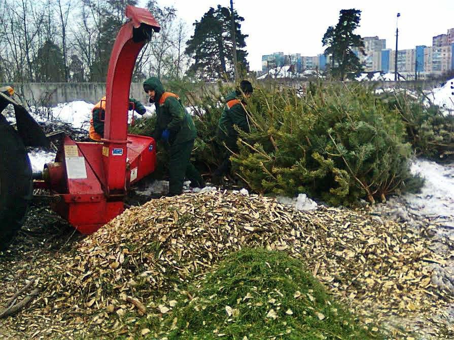 Петр Бирюков: почти 2,6 тыс. новогодних елей сдали москвичи для утилизации - фото 1
