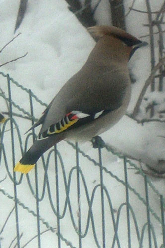 Свиристель, пуночка и чечетка: каких птиц можно увидеть в Москве зимой - фото 1