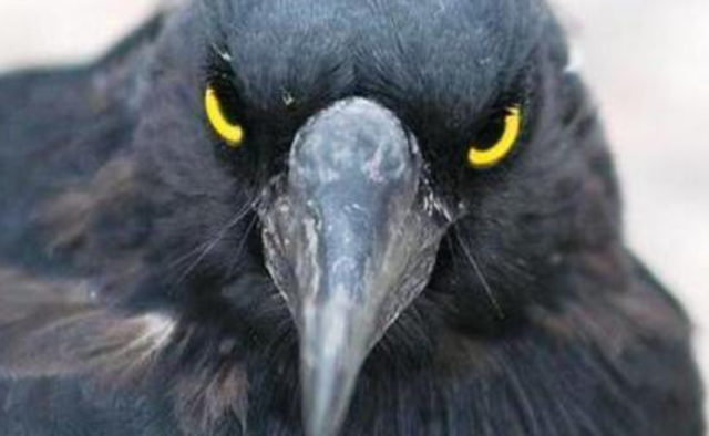 Мосприрода предупредила об агрессивных воронах, нападающих на людей - фото 2