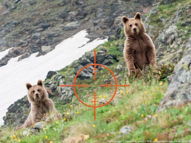 14 медведей на отстрел в Адыгее. Проголосовали единогласно...   - фото 1