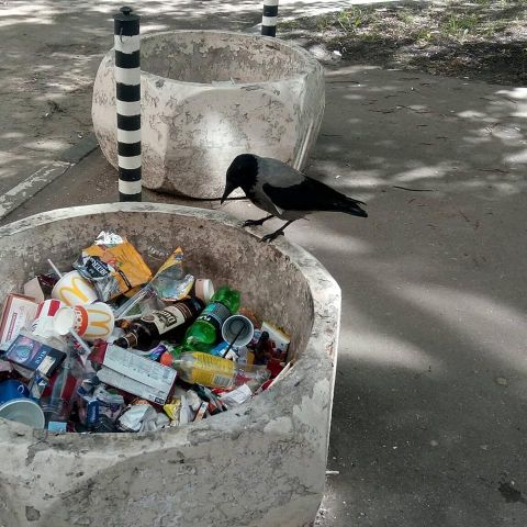 Раздельный сбор мусора в Москве. Городской бёрдинг - фото 8